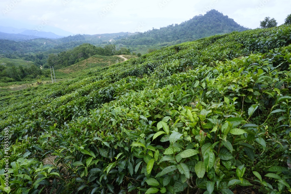 the tea leafs at Ranau tea plantation