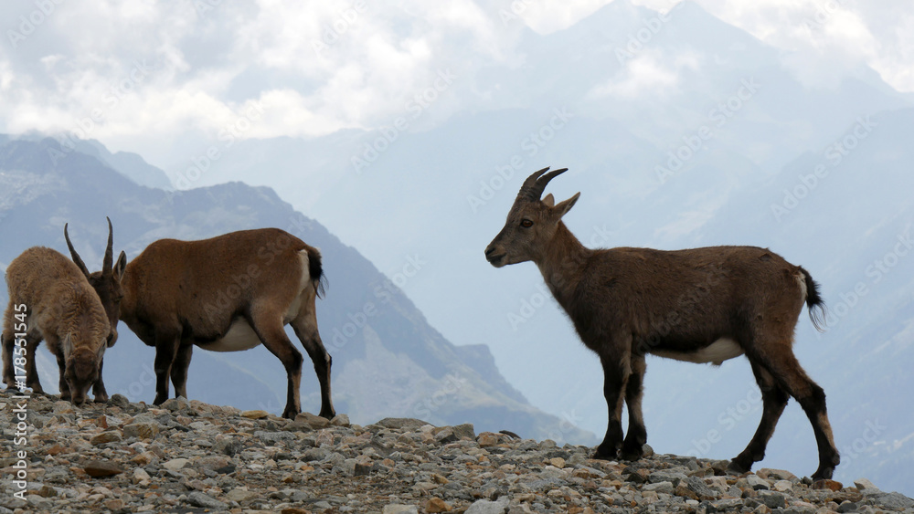 Obraz premium Camosci in alta montagna