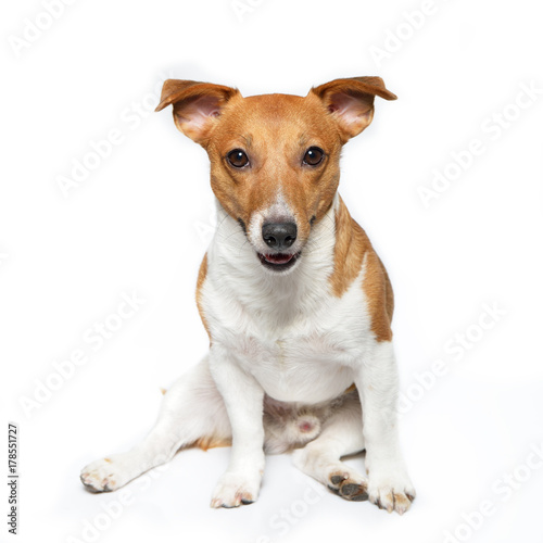 Jack Russell Terrier. Funny cute young dog sitting, posing and looking at camera in studio.