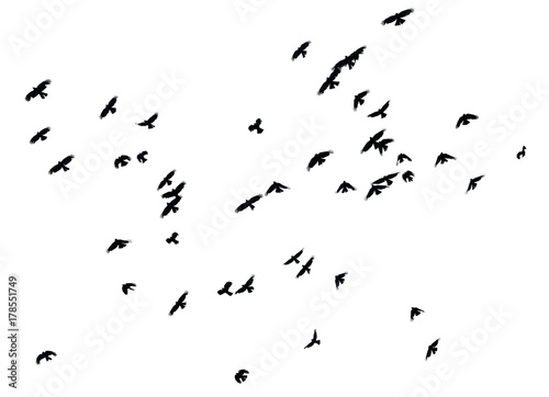Flock of birds on white background, isolated © wlad074