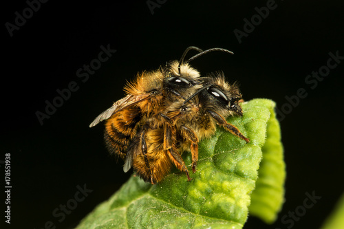 Obraz na plátně Osmia rufa, mason bee mating