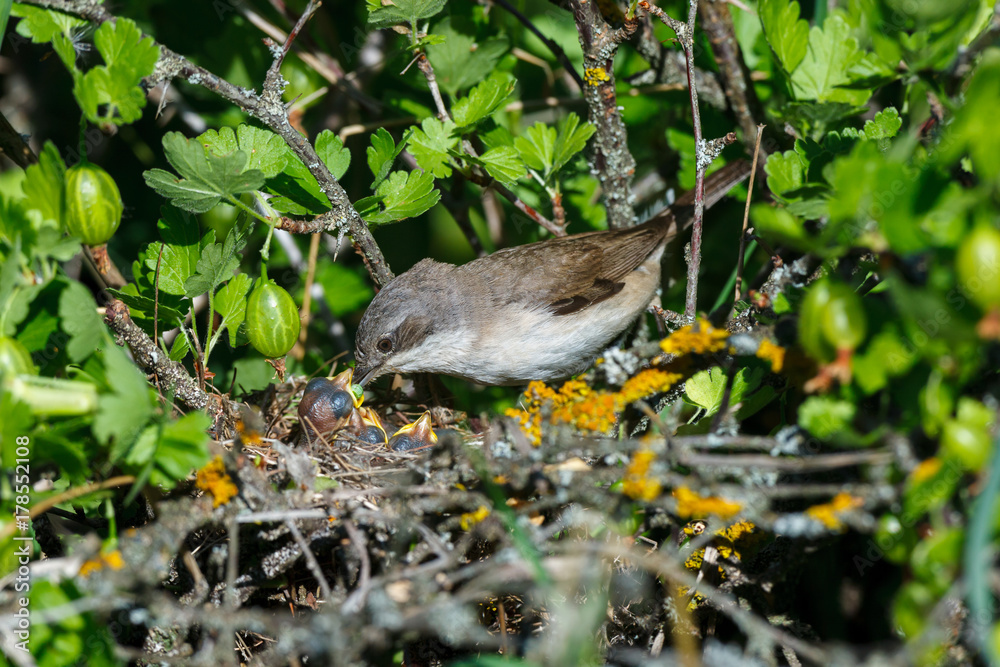 Obraz premium Sylvia curruca. The nest of the Lesser Whitethroat in nature.