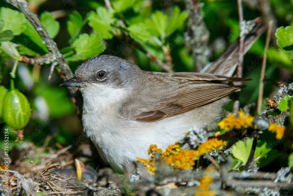 Fototapeta premium Sylvia curruca. The nest of the Lesser Whitethroat in nature.