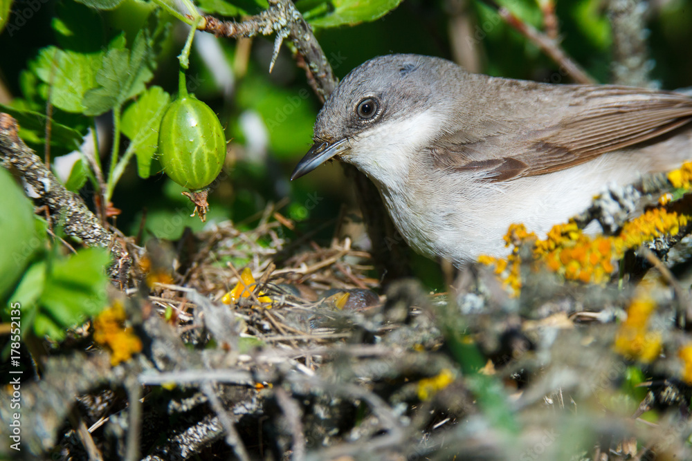 Naklejka premium Sylvia curruca. The nest of the Lesser Whitethroat in nature.