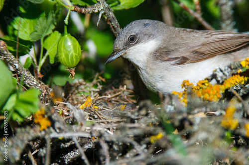 Sylvia curruca. The nest of the Lesser Whitethroat in nature.