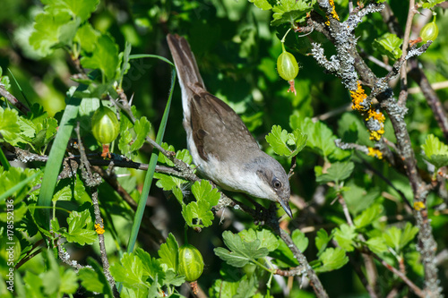 Wallpaper Mural Sylvia curruca. The nest of the Lesser Whitethroat in nature. Torontodigital.ca
