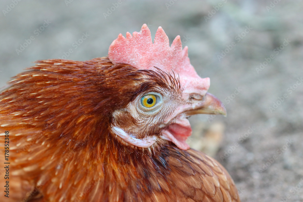 Chicken eggs waiting feed in stall at the farm. Hen indoor on a farm yard in Thailand. Close up eyes and blur background. Portrait animal. (Rhode Island Red)