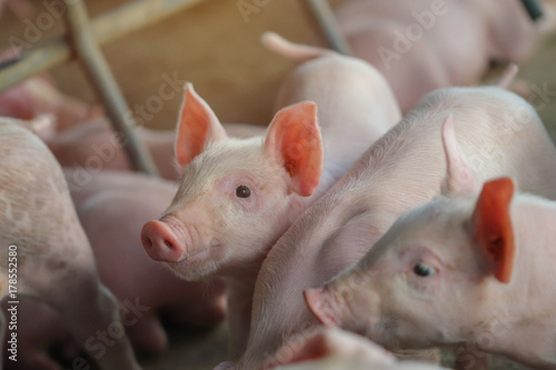 Piglet waiting feed in the farm. Pig indoor on a farm yard in Thailand. swine in the stall. Close up eyes and blur. Portrait animal. © krumanop