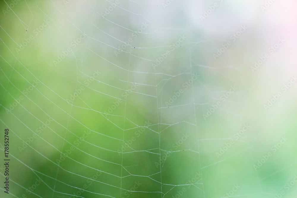 Cobweb in front of blurry green background 