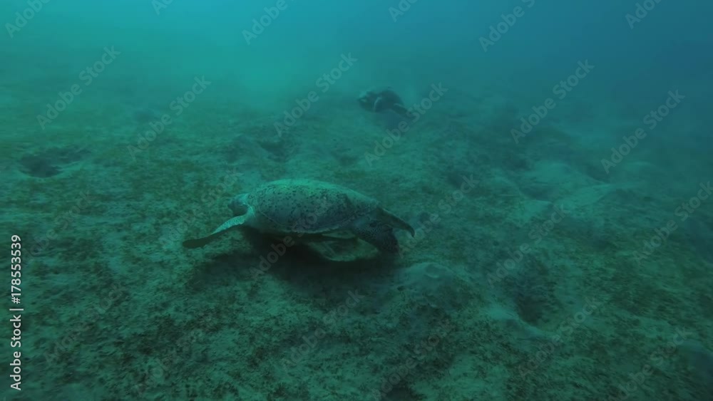 Two Green Sea Turtle (Chelonia mydas) eats the sea grass on a sandy bottom, Red sea, Marsa Alam, Abu Dabab, Egypt
Two Green Sea Turtle (Chelonia mydas) eats the sea grass on a sandy bottom, Red sea, Marsa Alam, Abu Dabab, Egypt