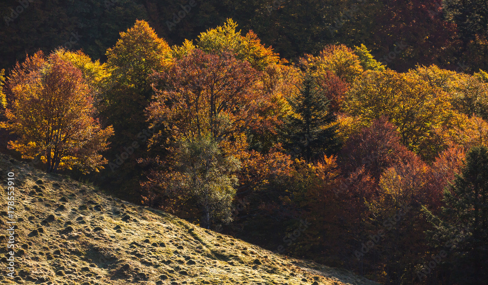 Fototapeta premium Forêt d'automne