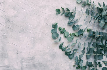 Vintage background with Eucalyptus leaves over grey background. Flat lay. Copy space
