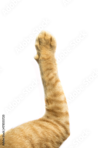 Fototapeta Naklejka Na Ścianę i Meble -  cat paw on white background