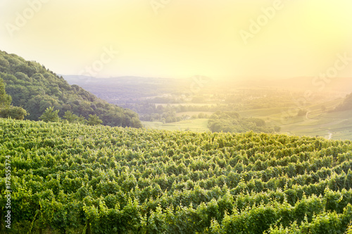 Atardecer en los viñedos