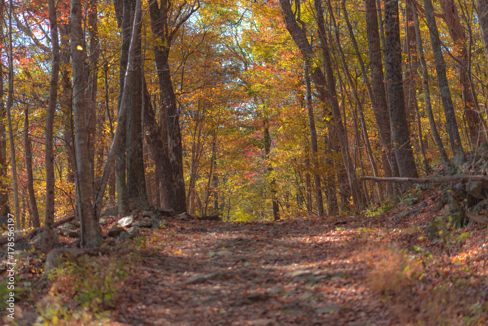 Obraz premium Enjoying the foliage 