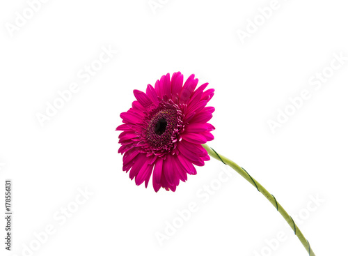 pink gerbera isolated