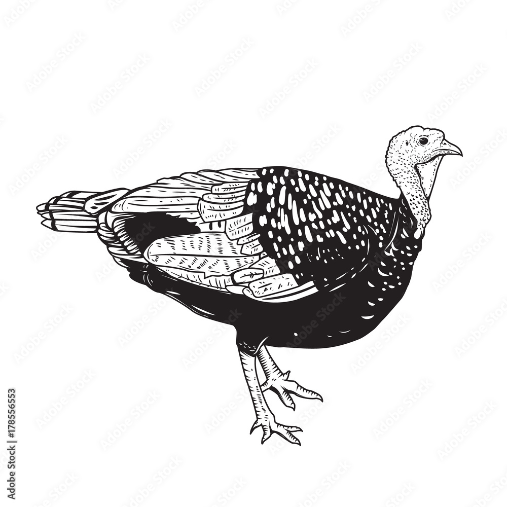 Obraz premium Illustration of the turkey isolated on white background. Thanksgiving theme.