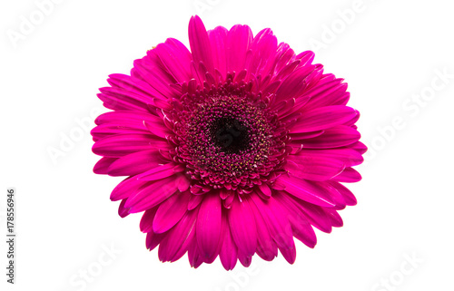 pink gerbera isolated