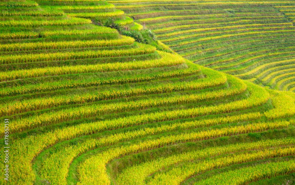 Longji Rice Terraces Longji Rice Terraces