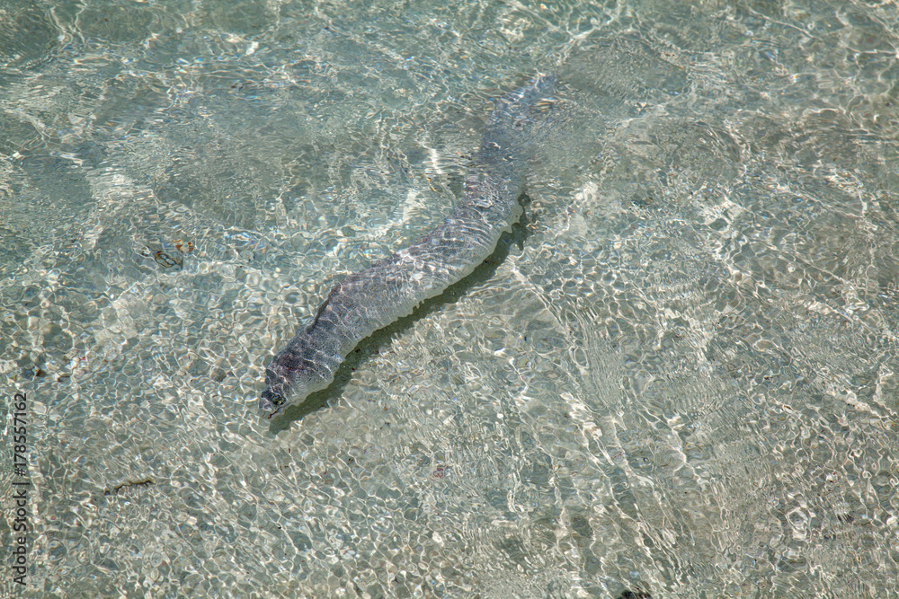 Moray eel