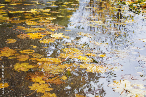 Yellow and red maple leaves in a puddle under the rain. photo