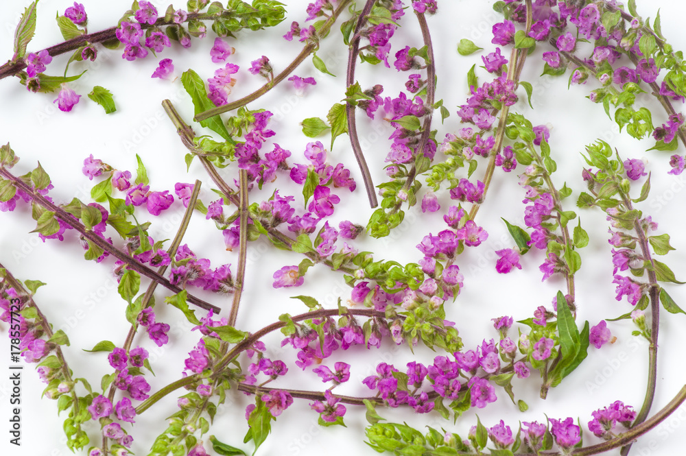 花穂紫蘇 Stock Photo Adobe Stock