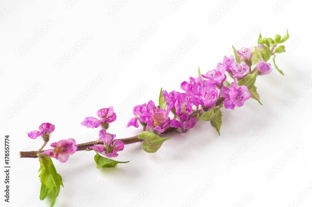 花穂紫蘇 花穂紫蘇