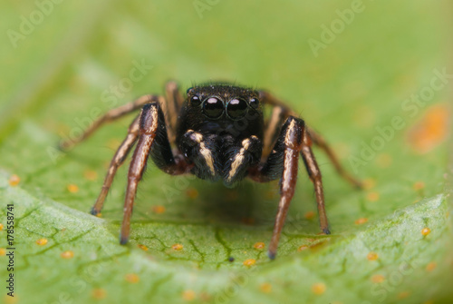 Jumping spider close up. Macro photography. Portrait of spider 