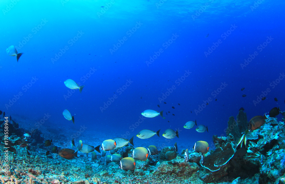 Fototapeta premium Underwater coral reef and tropical fish in ocean