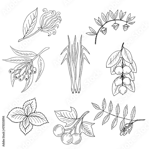Set, essential oil plants 1