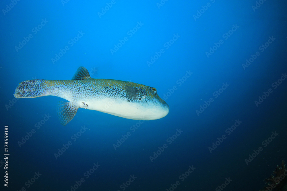 Puffer fish pufferfish Puffer fish pufferfish