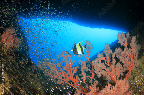 Fototapeta Naklejka Na Ścianę i Meble -  Underwater coral reef and tropical fish in ocean
