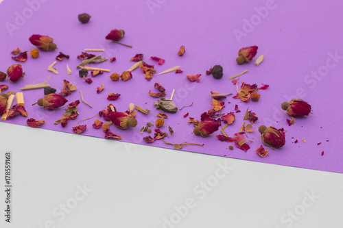 Little red roses on violet and white background photo