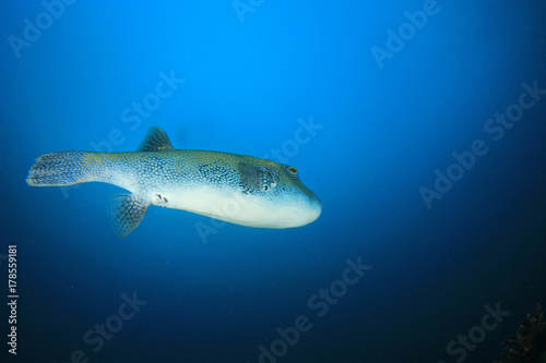 Puffer fish pufferfish © Richard Carey
