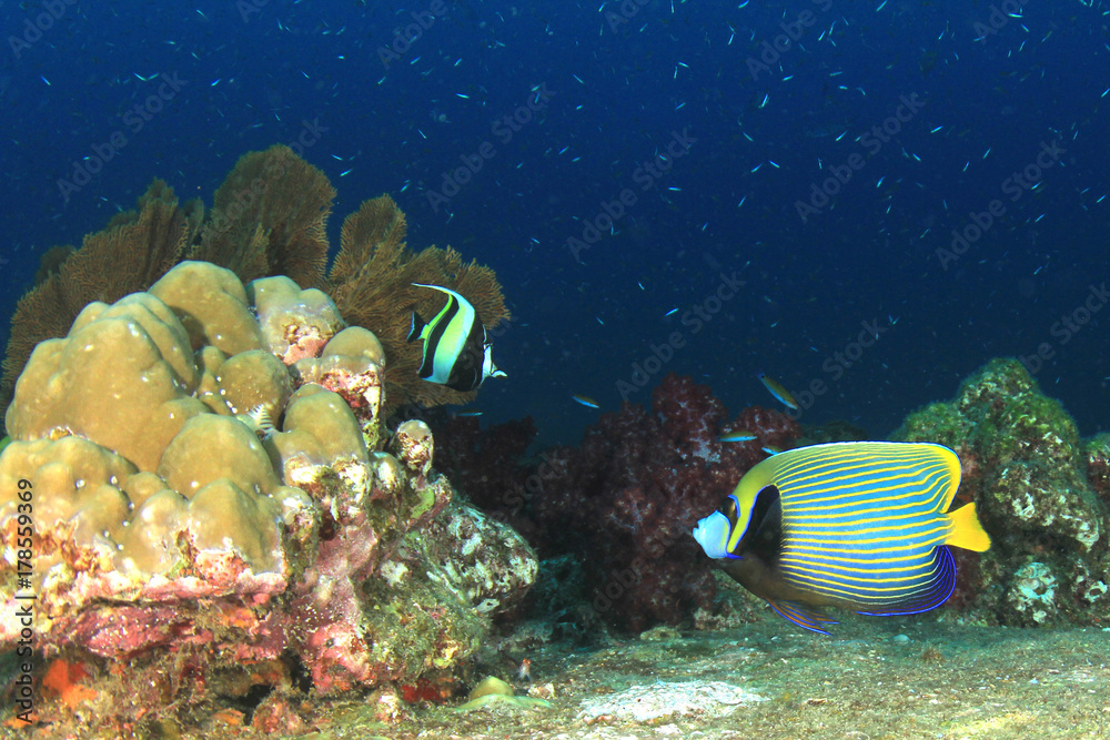 Naklejka premium Underwater fish on coral reef in ocean