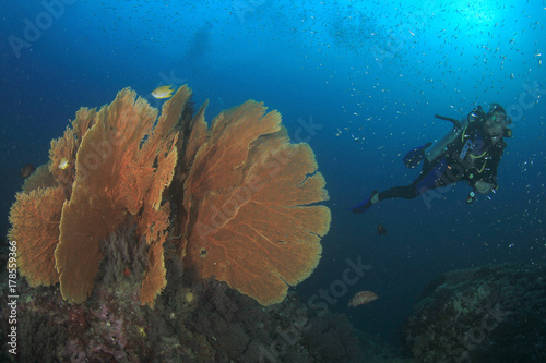 Scuba divers exploring coral reef underwater