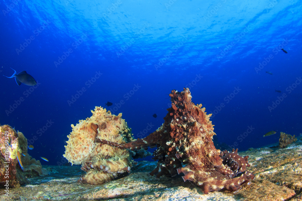 Obraz premium Reef Octopus pair mating in ocean