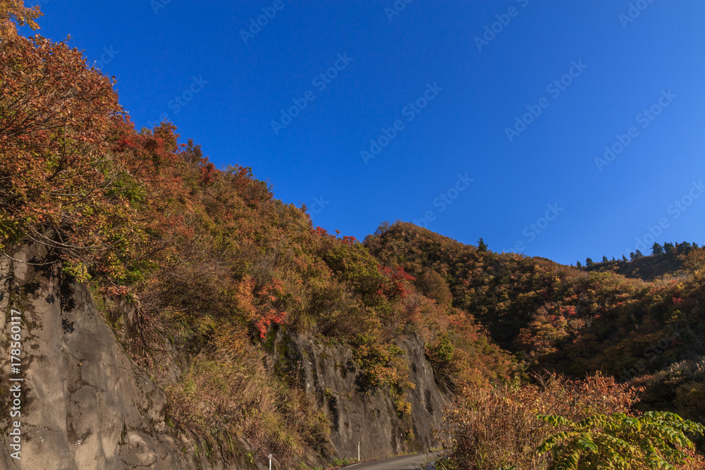  秋の樹海ラインの風景