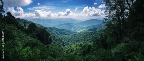 Obraz las górski w bujnym zielonym tropikalnym lesie Doi Phuka, pokrytym niską chmurą w porze deszczowej monsunu w prowincji Nan w Tajlandii