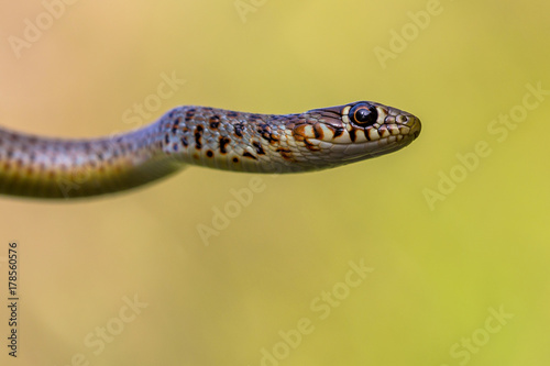 Zoomed Portrait of Caspian Whip Snake