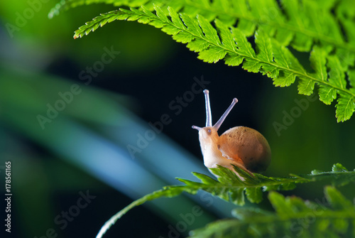 Close up photography of snail in nature photo