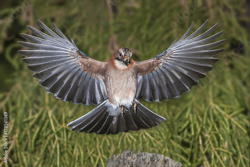 beautiful bird Jay with bright colorful feathers with open wings