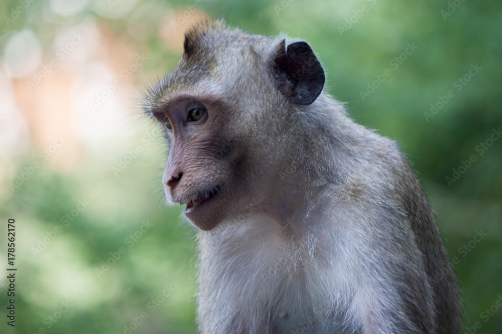 portrait of monkey with green nature for background. portrait of monkey with green nature for background.