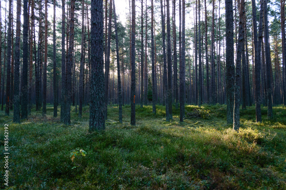 Fototapeta premium dark and moody forest trees at late evening