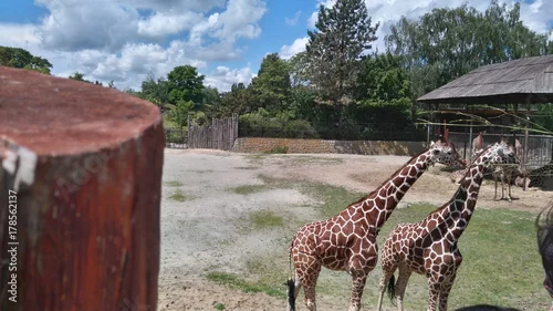 Naklejka na ścianę Dwie żyrafy z Kralovy Dvur zoo