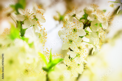 flower cherry branch