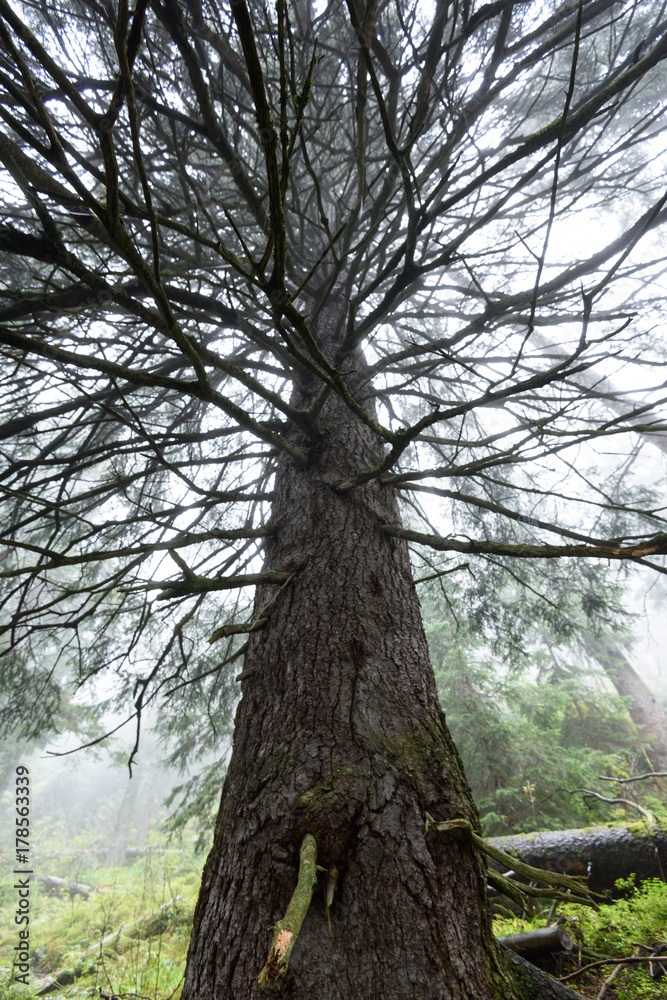 Fototapeta premium Misty wet morning in the woods. forest with tree trunks and tourist trails