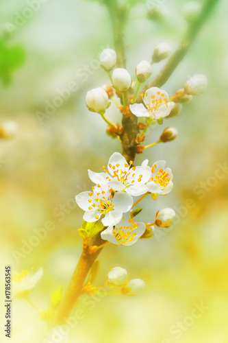 flower cherry branch