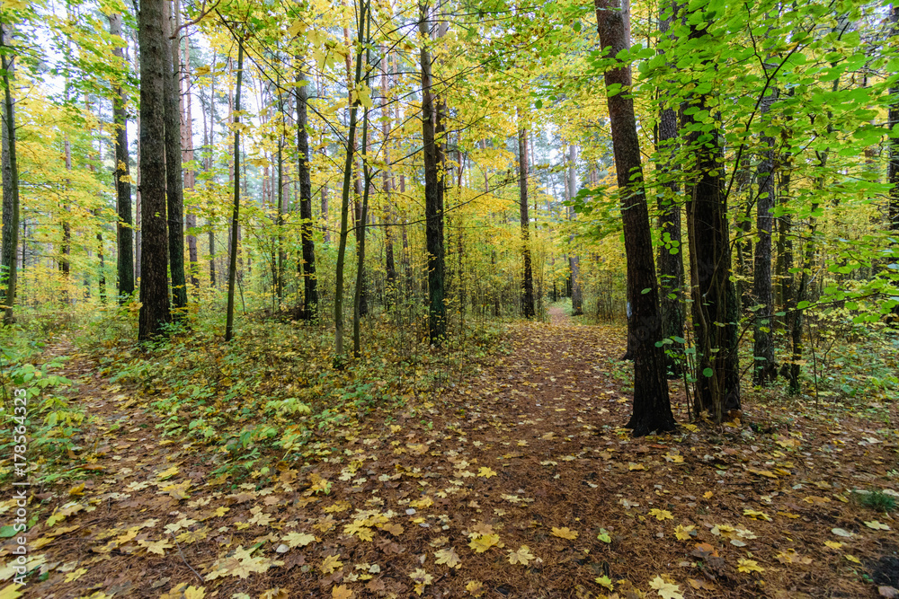 Fototapeta premium Misty morning in the woods. forest with tree trunks