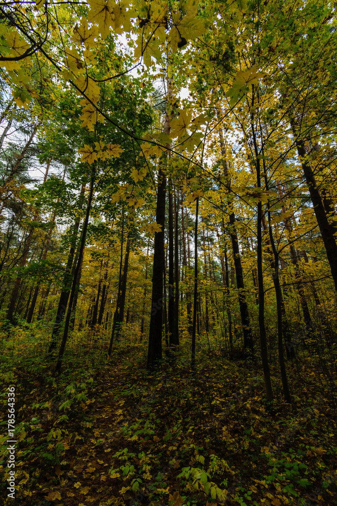 Naklejka premium Misty morning in the woods. forest with tree trunks